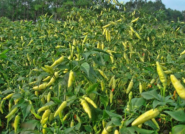 BERTANAM CABE RAWIT DENGAN POLYBAG