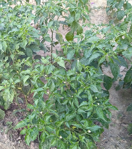 PENYEBAB DAUN CABE KERITING DAN CARA MENGATASINYA