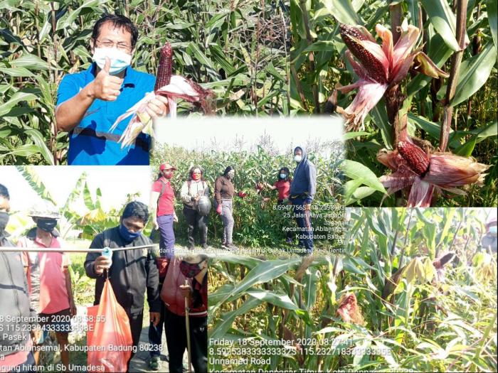 PANEN JAGUNG KETAN HITAM, PRODUKTIVITAS MENJANJIKAN