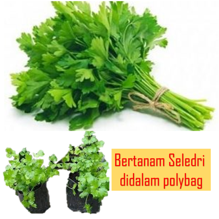BUDIDAYA SELEDRI DIDALAM POT/POLYBAG