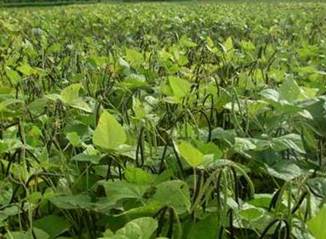 TEKNOLOGI PRODUKSI KACANG HIJAU 