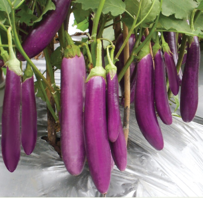 Hama Dan Penyakit Pada Tanaman Terong