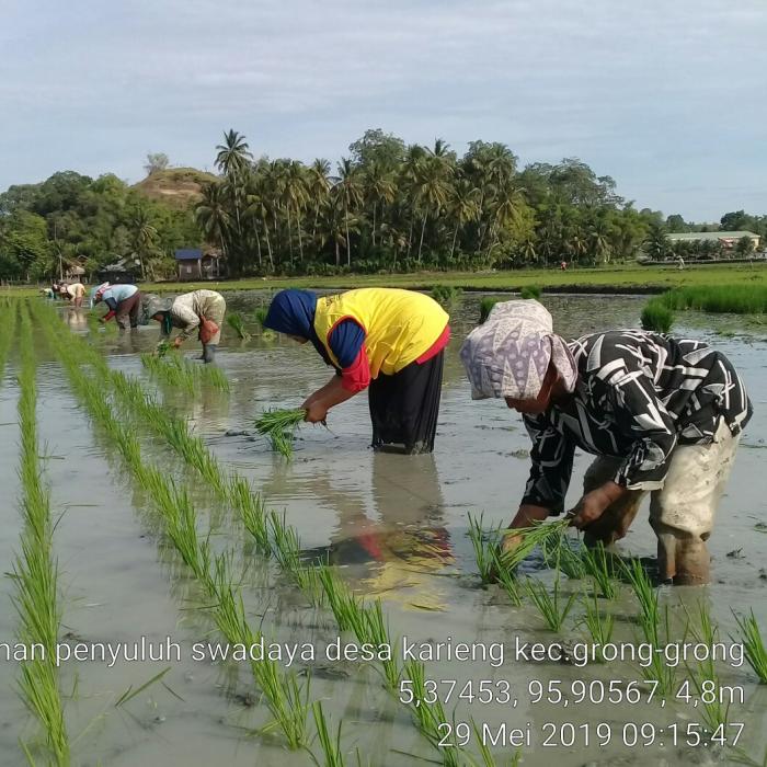 Budidaya Padi Untuk Memperoleh Hasil Optimal