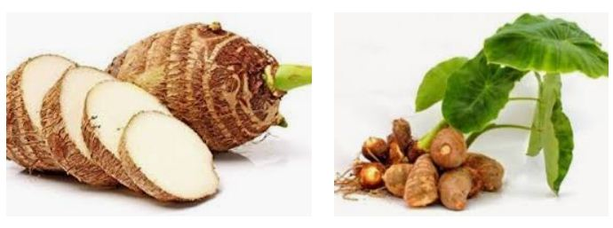 TALAS ADALAH .....................