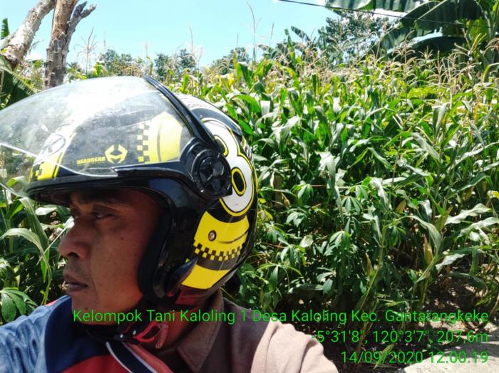  Berkunjung Ke Lokasi Pertanaman Jagung Kelompok Tani Kaloling 1 Kec.Gantarangkeke Kab.Bantaeng