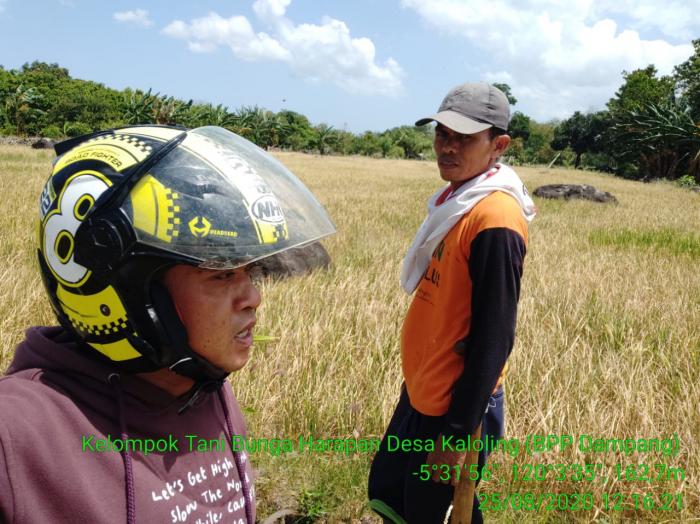 MENINJAU PERTANAMAN PADI YANG TERKENA DAMPAK KEKERINGAN