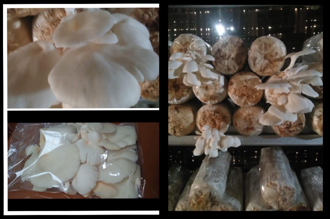 JAMUR TIRAM MENJADI ANDALAN KEGIATAN BUDIDAYA KELOMPOK WANITA TANI