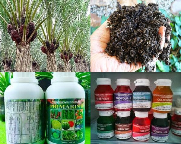 Jenis Pupuk Perangsang Buah Sawit