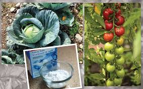 Manfaat Soda Kue Untuk Halaman Rumah