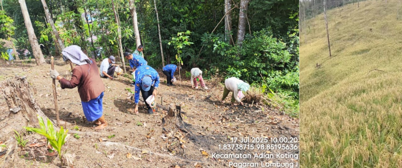 Budidaya Padi Gogo Di Lahan Miring