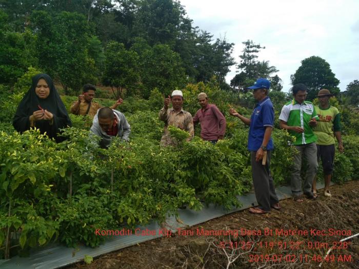 pengendalian penyakit pada tanaman cabai (capsicum annum)