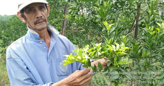 TEKNOLOGI PRODUKSI BUAH BERJENJANG SEPANJANG TAHUN (BUJANGSETA)