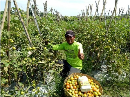 pedoman teknis budidaya tomat