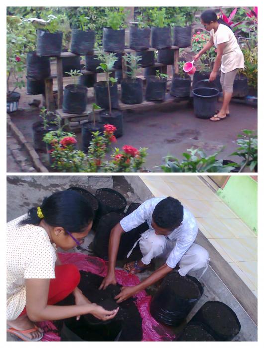 Budidaya Cabai Rawit Di Dalam Polybag