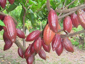 Mengenal Tiga Jenis Pemangkasan Tanaman Kakao