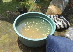 Cara Mudah Seleksi Benih