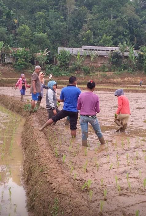 Praktek Sekolah Lapang di Desa Puspajaya
