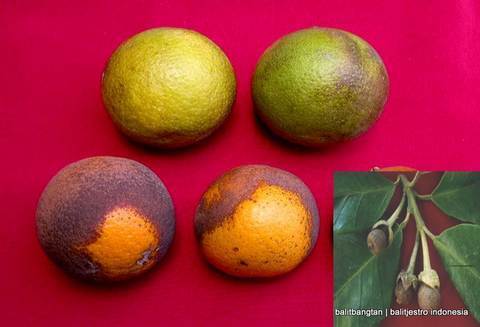 Pengendalian Hama Tungau pada Jeruk