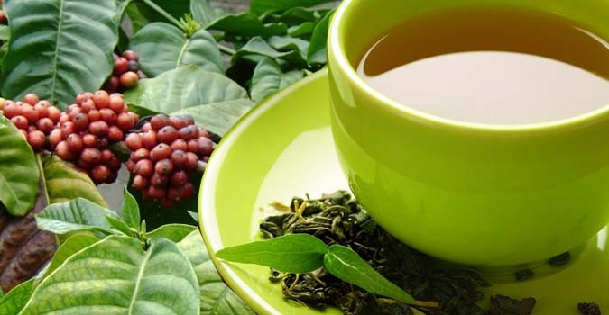 KAWA DAUN TEH SEHAT DARI DAUN KOPI YANG POTENSI DIKEMBANGKAN