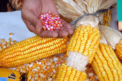 PEMILIHAN BENIH JAGUNG