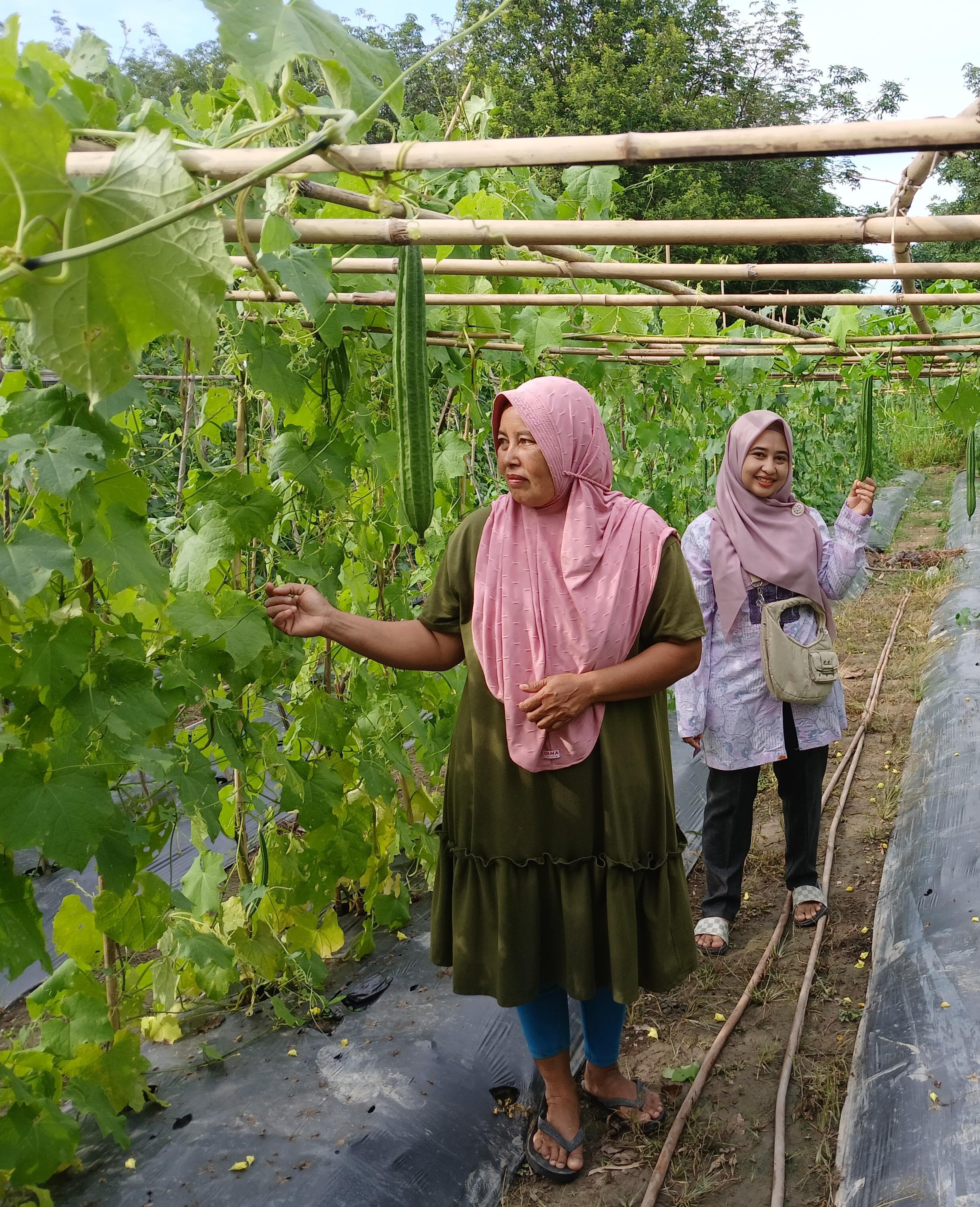 Menanam Gambas dan Manfaatnya untuk tubuh
