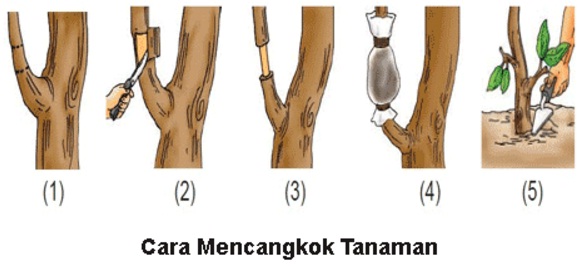 Treatment Stimulan Akar Pada Stek Oleh : Ir. Abdul Gafur Khair  Penyuluh Pertanian Madya Pada Dinas Pertanian Kab. Lombok Tengah