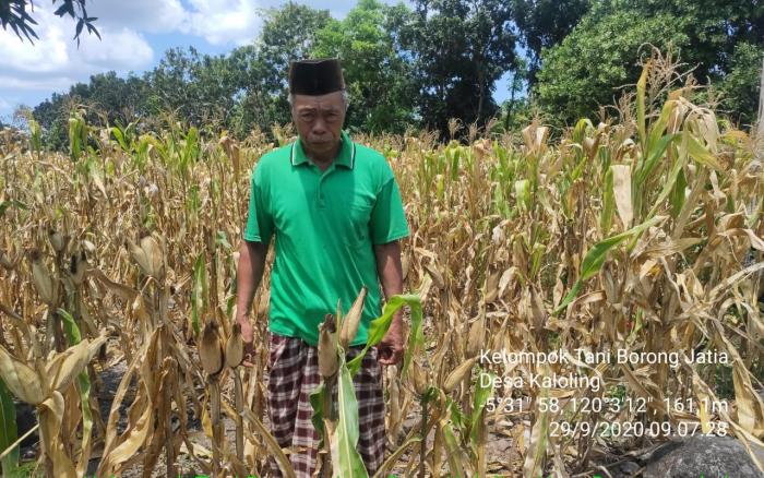 Pemantauan Pertanaman Jagung di Wilayah Kelompok Tani Borong Jatia Desa Kaloling Kec. Gantarangkeke Kab. Bantaeng