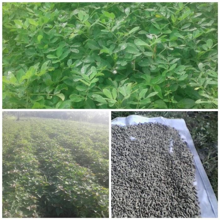 PEMANFAATAN LAHAN BPP UNTUK KOMODITI KACANG TANAH