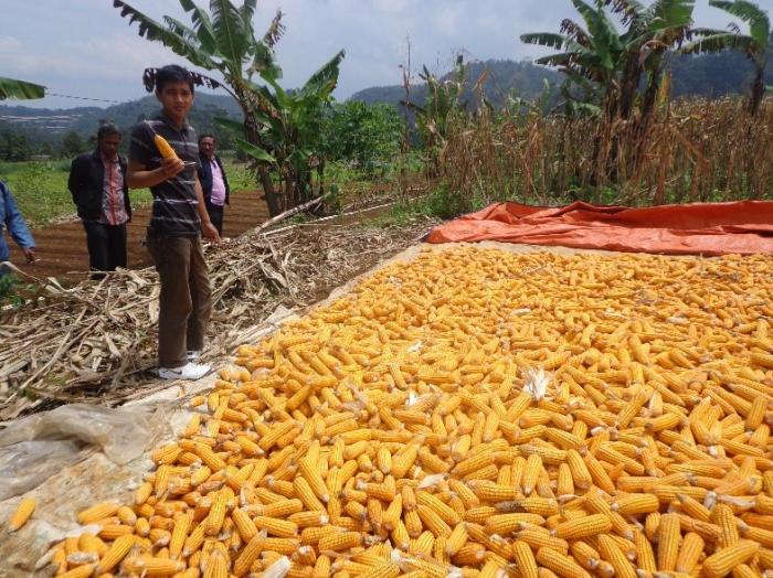 Hama Dan Penyakit Tanaman Jagung