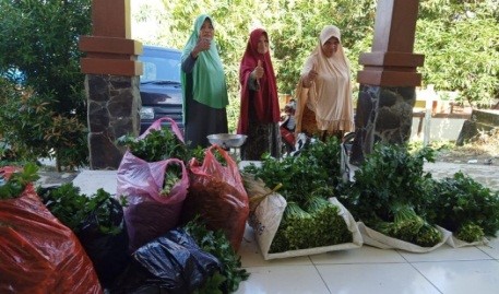 Teknologi Budidaya seledri dalam Pot