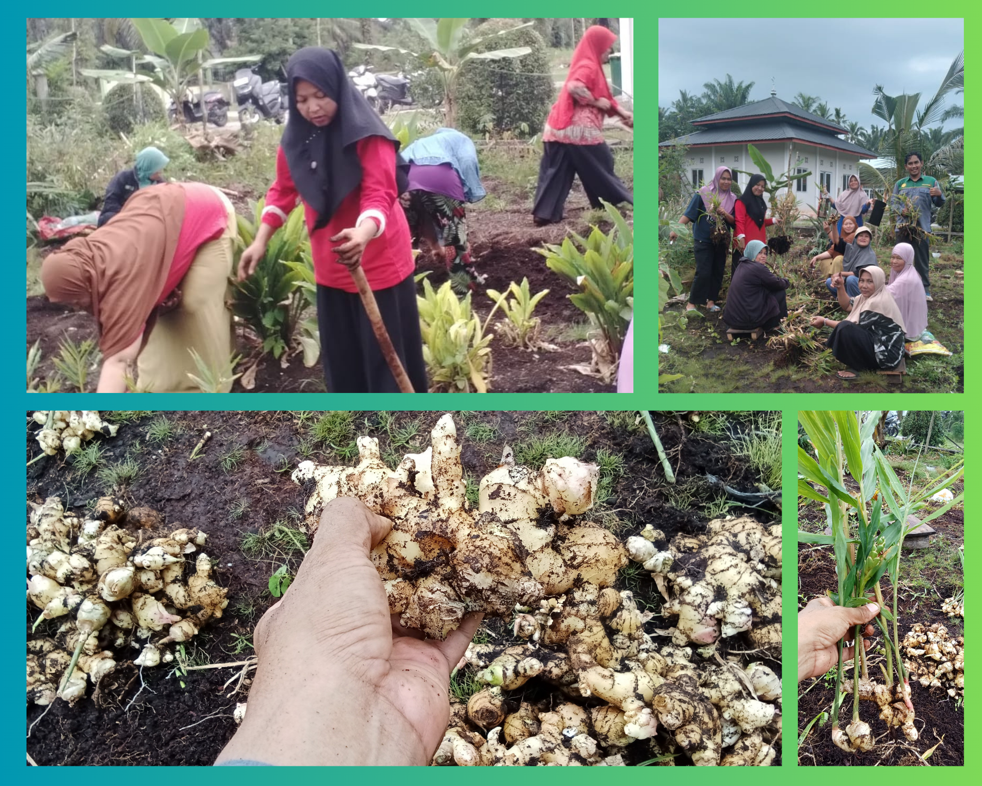 Uswatun Hasanah Panen Jahe Saat Hujan