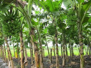 6 Cara Merawat Pohon Pisang Agar Berbuah Besar