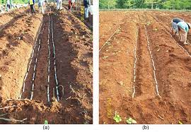 BUDIDAYA TANAMAN TEBU SISTEM JURING GANDA