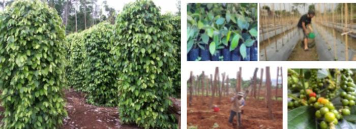 STANDAR BUDIDAYA LADA