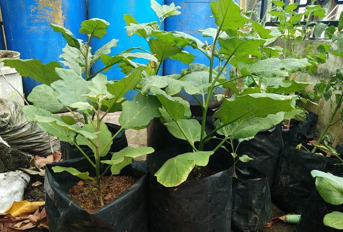 CARA MUDAH BUDIDAYA TERONG DALAM POLIBAG  