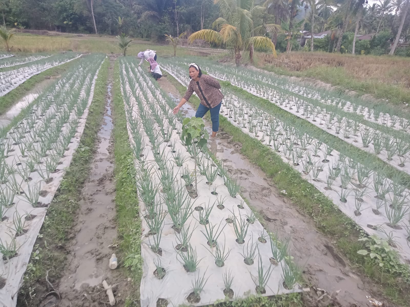 Budidaya Bawang Merah