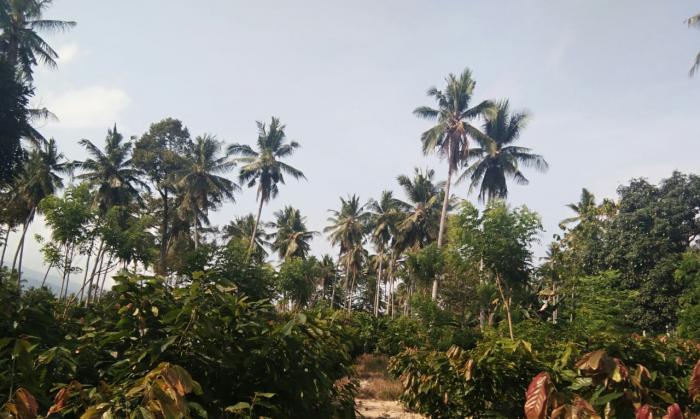 TUMPANG SARI TANAMAN KELAPA DAN KAKAO