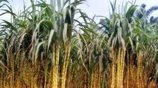 PEMANFAATAN PUCUK TEBU UNTUK PAKAN TERNAK