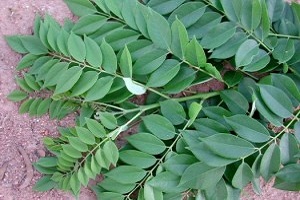 PGPR BAHAN MURAH MENINGKATKAN KESUBURAN TANAH, TAPI BUKAN MURAHAN.