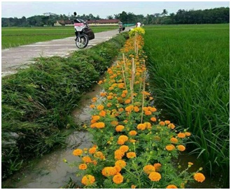 Tanaman Reforgia Pengendali dan bermanfaat pada Budidaya Tanaman Padi