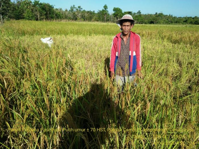 Kunjungan lapangan pada Pertanaman Padi Pulut Putih di Kelompok Tani Camba Kadangkang I Desa Layoa  Kab. Bantaeng