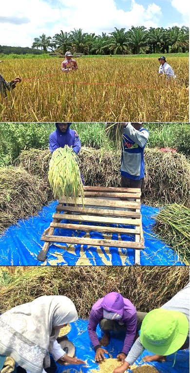 Kegiatan Ubinan Lahan Padi Sawah Kecamatan Bunga Mayang