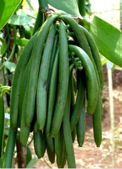 BUDIDAYA VANILI