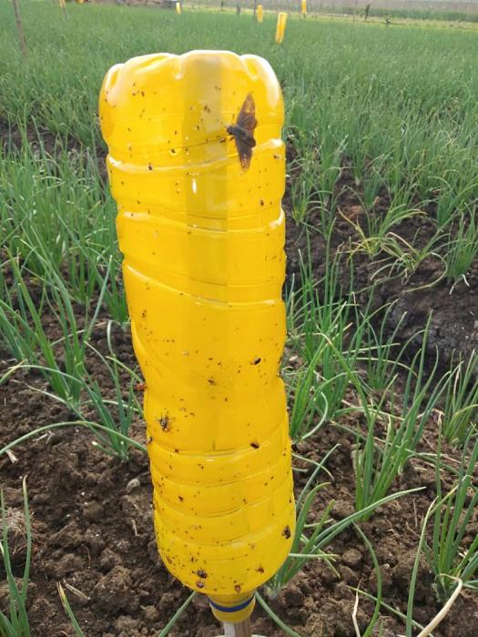 Membuat Perangkap Kuning (Yellow Trap) Untuk Hama Serangga