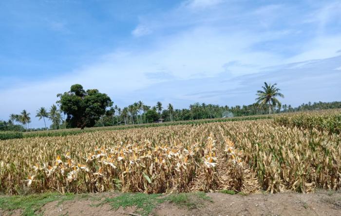 Panen Jagung Watang Pulu
