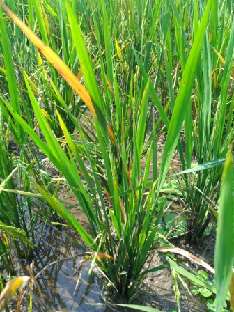 Pengendalian Penyakit Blas (Pyricularia oryzae)  Pada Padi Sawah