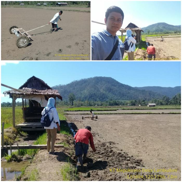 Penanaman Padi Dengan Sistem Tabela