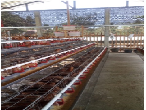 Budidaya Ayam Petelur dengan Sistem Kandang Baterai Di Desa Sumberrejo Kecamatan Purwodadi