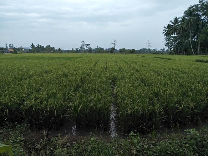 PEMELIHARAAN TANAMAN PADI SAWAH
