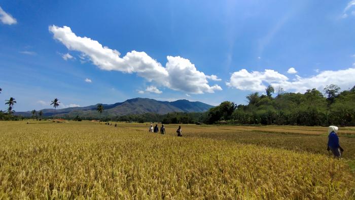 Tahun 2020 Kabupaten Ende Mandiri Benih Padi